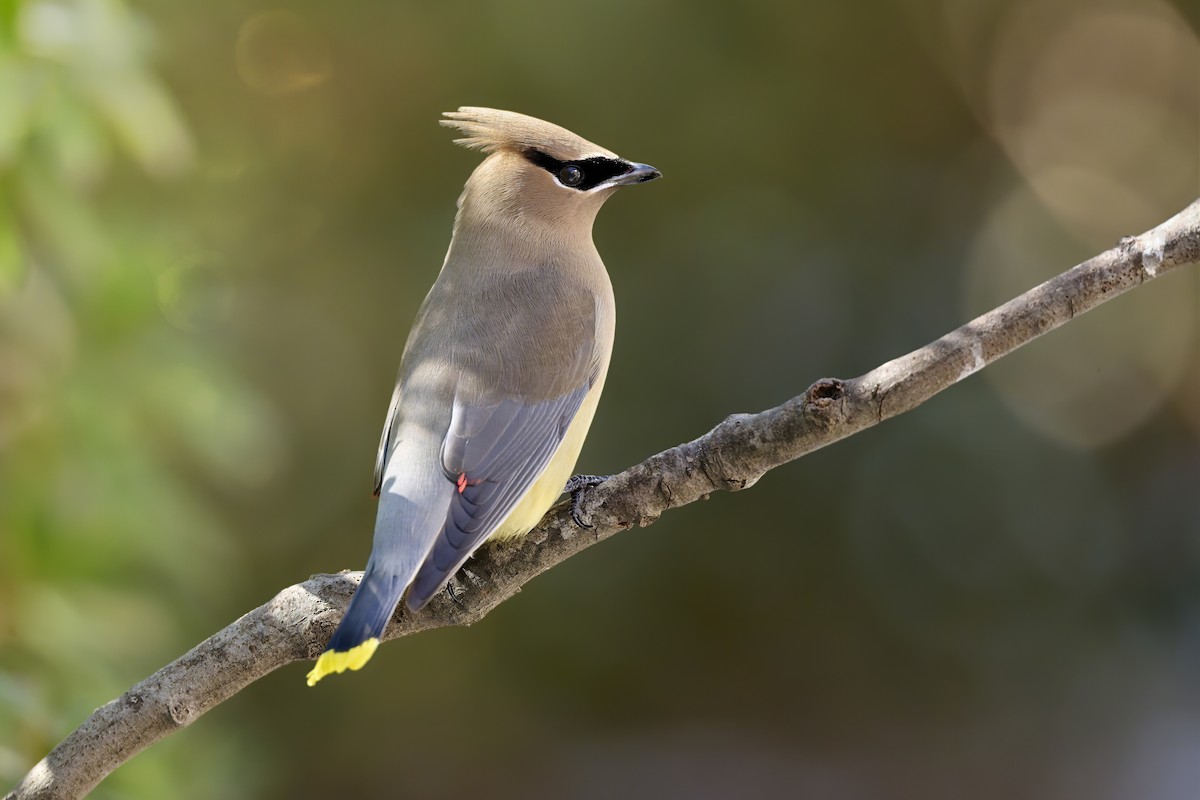 Sedir İpekkuyruğu - ML650464442