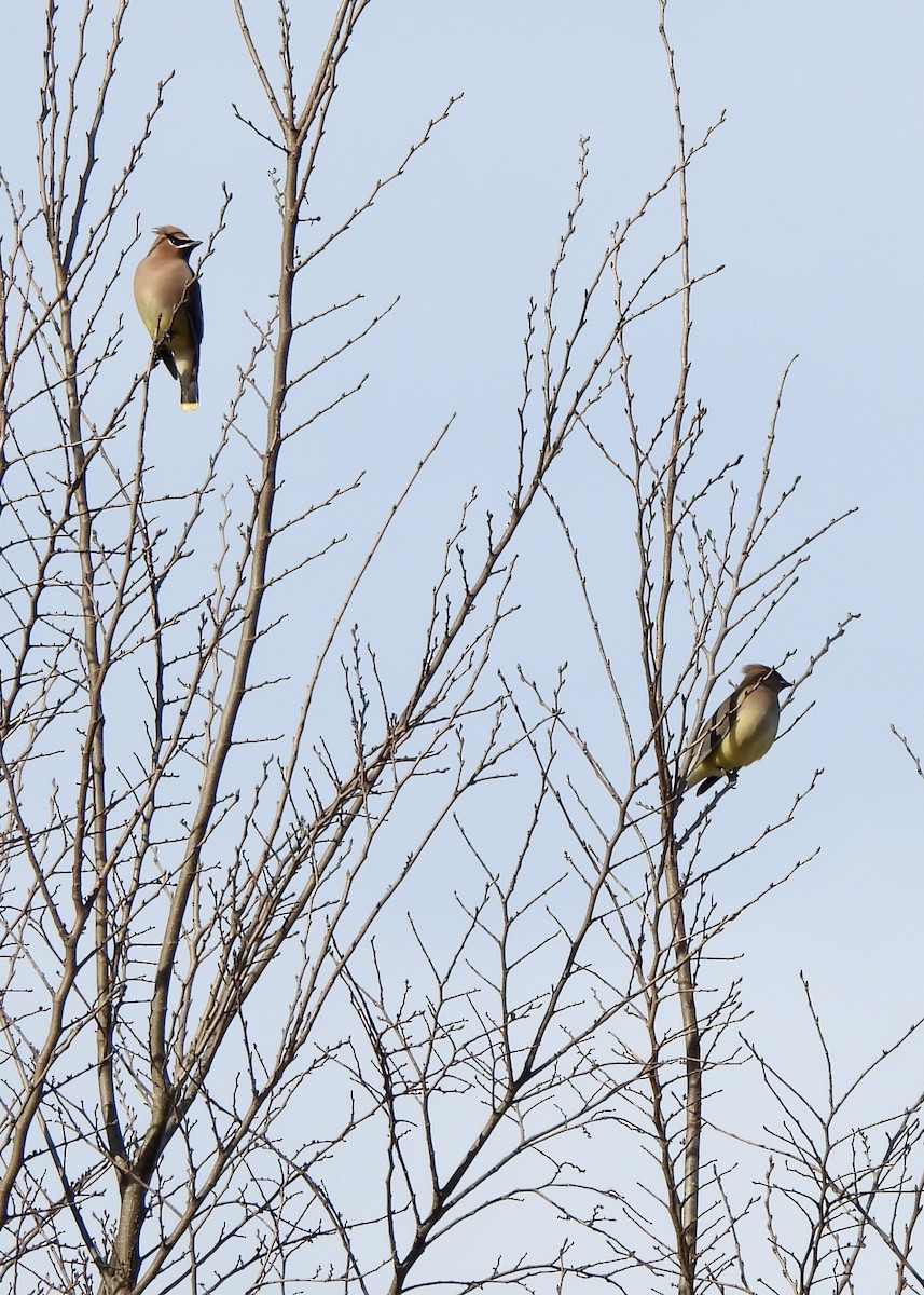 Sedir İpekkuyruğu - ML650464521