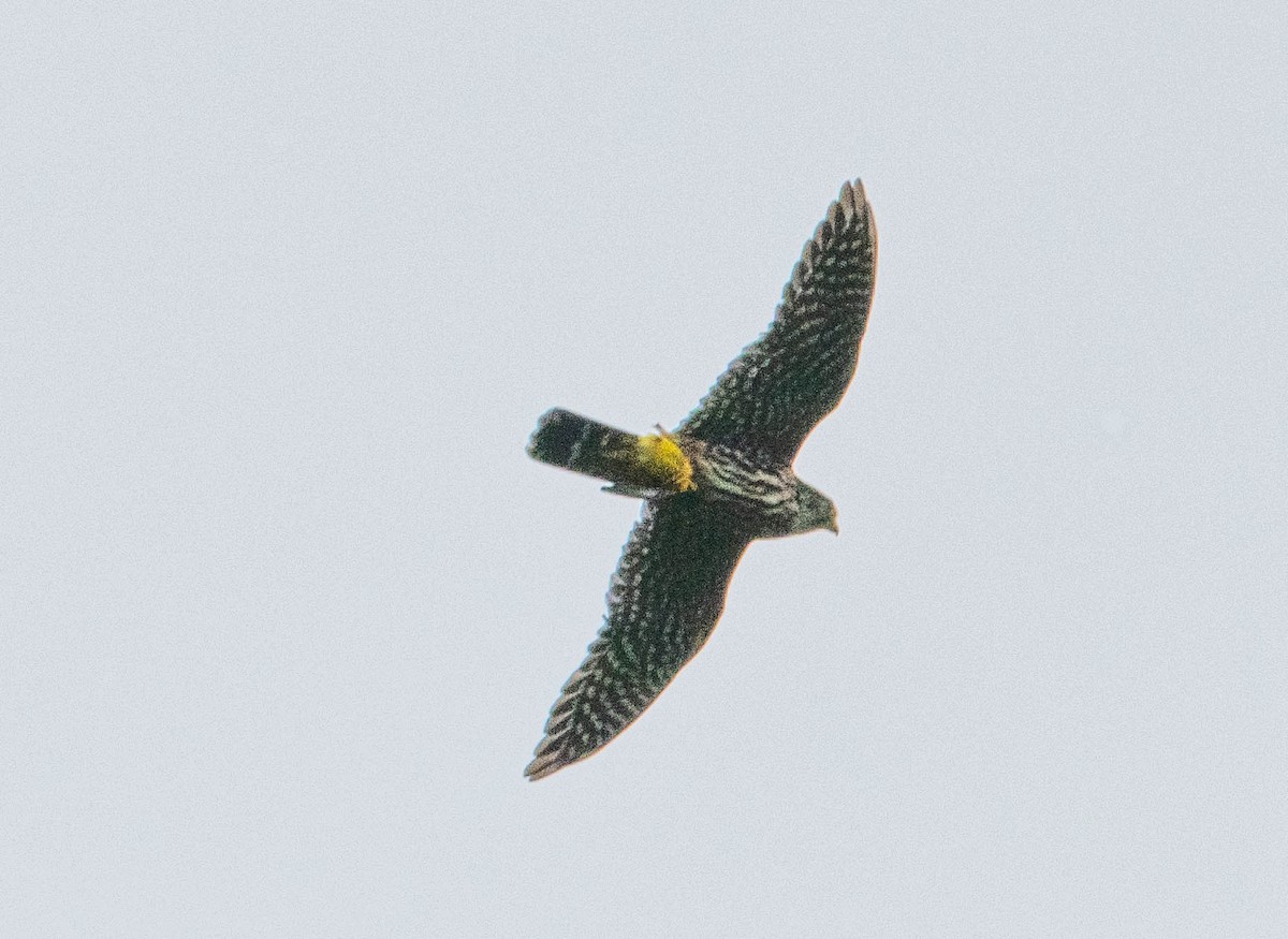 Merlin - ML650464526