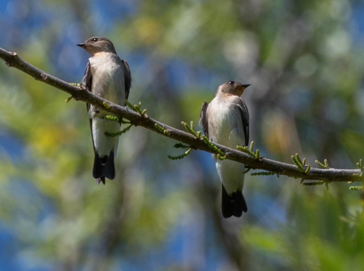 Southern Rough-winged Swallow - ML650464734