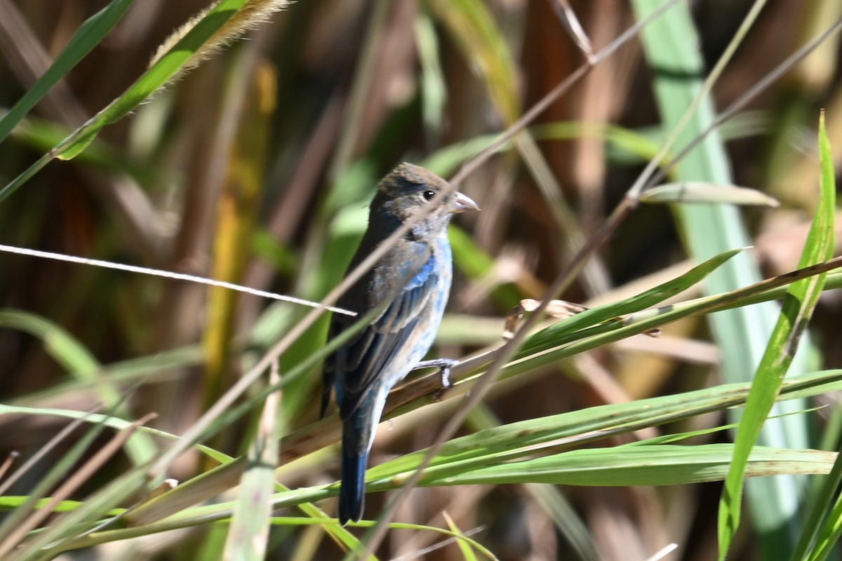 Azulillo Índigo - ML650464735