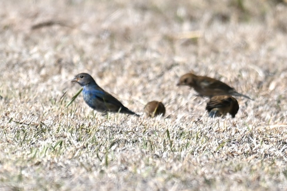 Azulillo Índigo - ML650464790