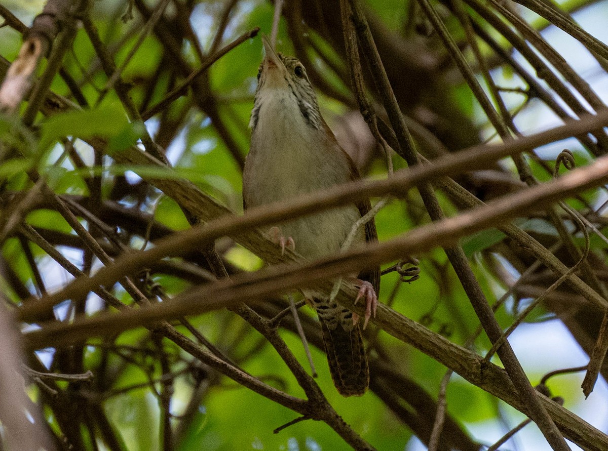 Rufous-and-white Wren - ML650464812