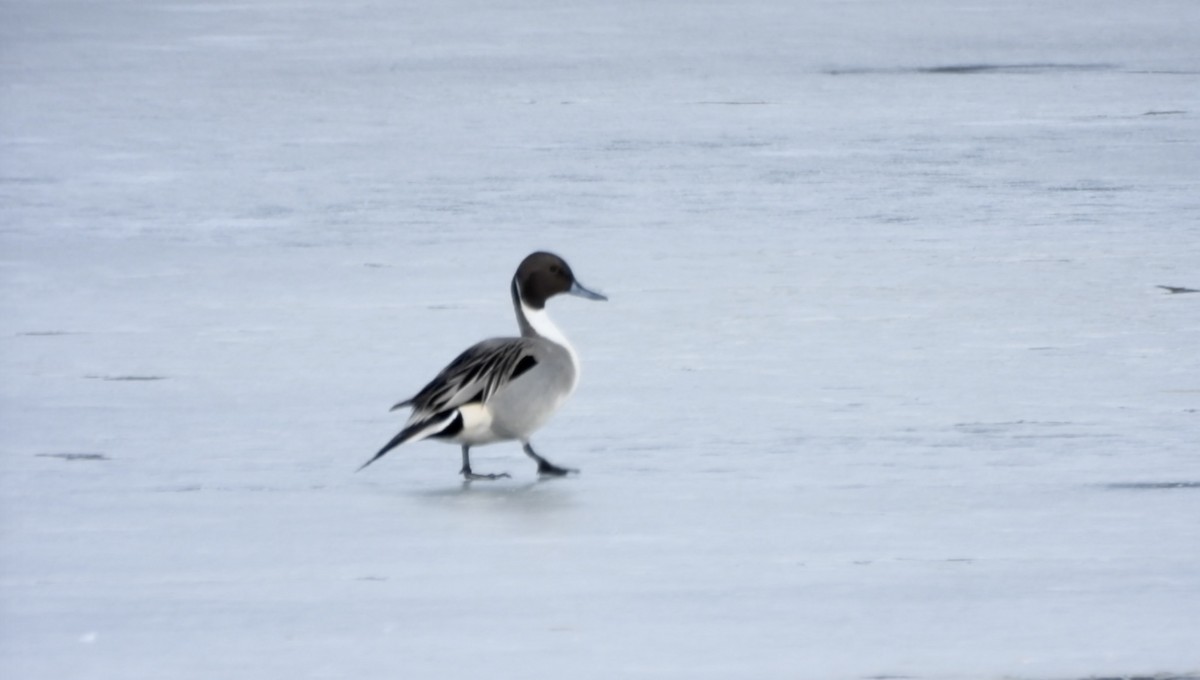 stjertand - ML650464898