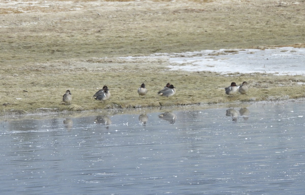 krikkand (carolinensis) (amerikakrikkand) - ML650464913