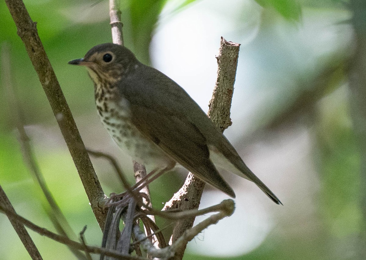 Swainson's Thrush - ML650464942