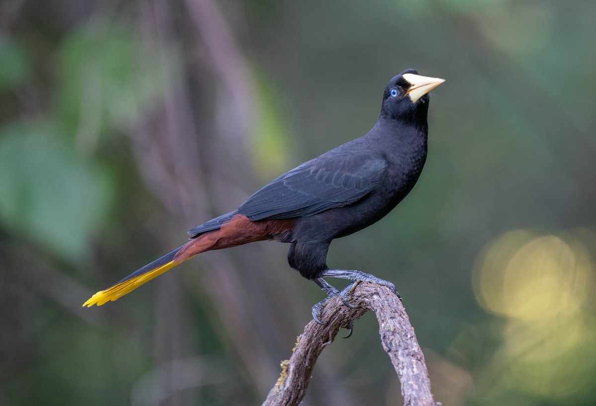 Crested Oropendola - ML650465095