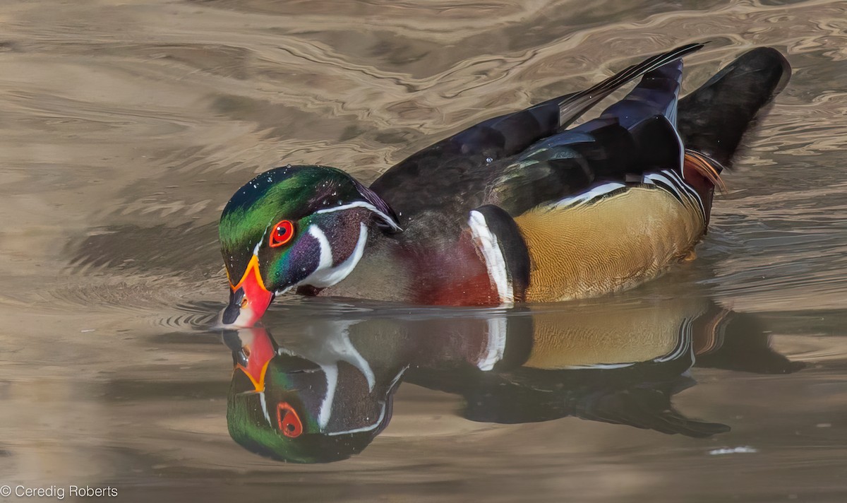 מנדרין אמריקני - ML650465234
