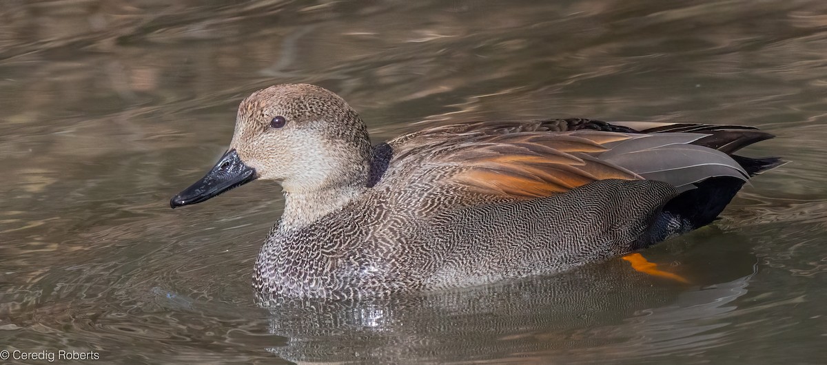 ברווז אפור - ML650465244
