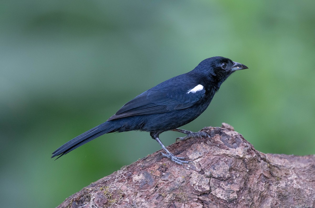 White-lined Tanager - ML650465252