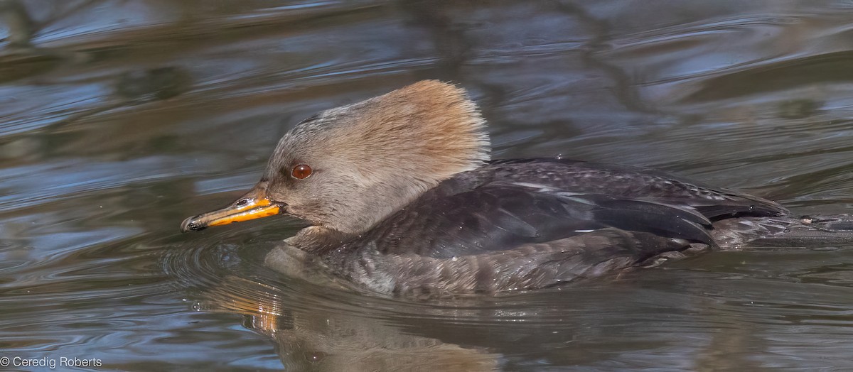 מרגון מקושט - ML650465266
