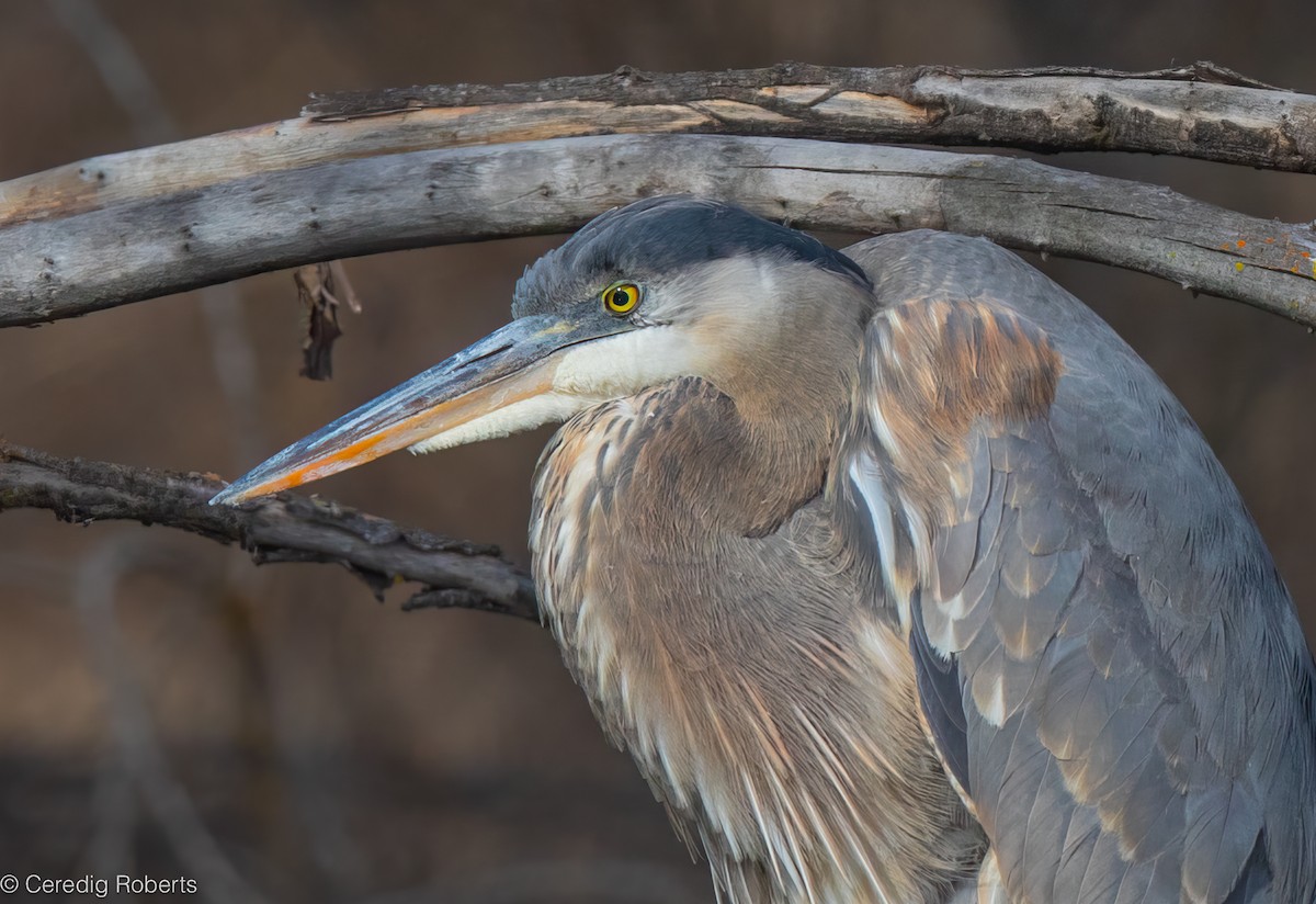 אנפה אמריקנית - ML650465274