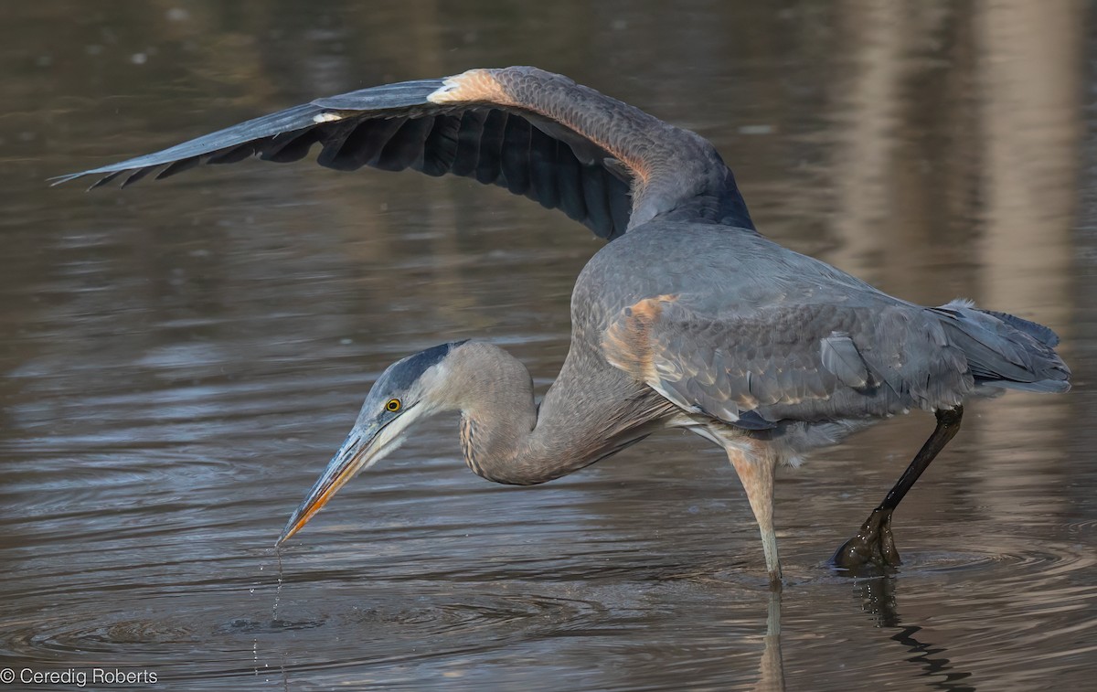 אנפה אמריקנית - ML650465275
