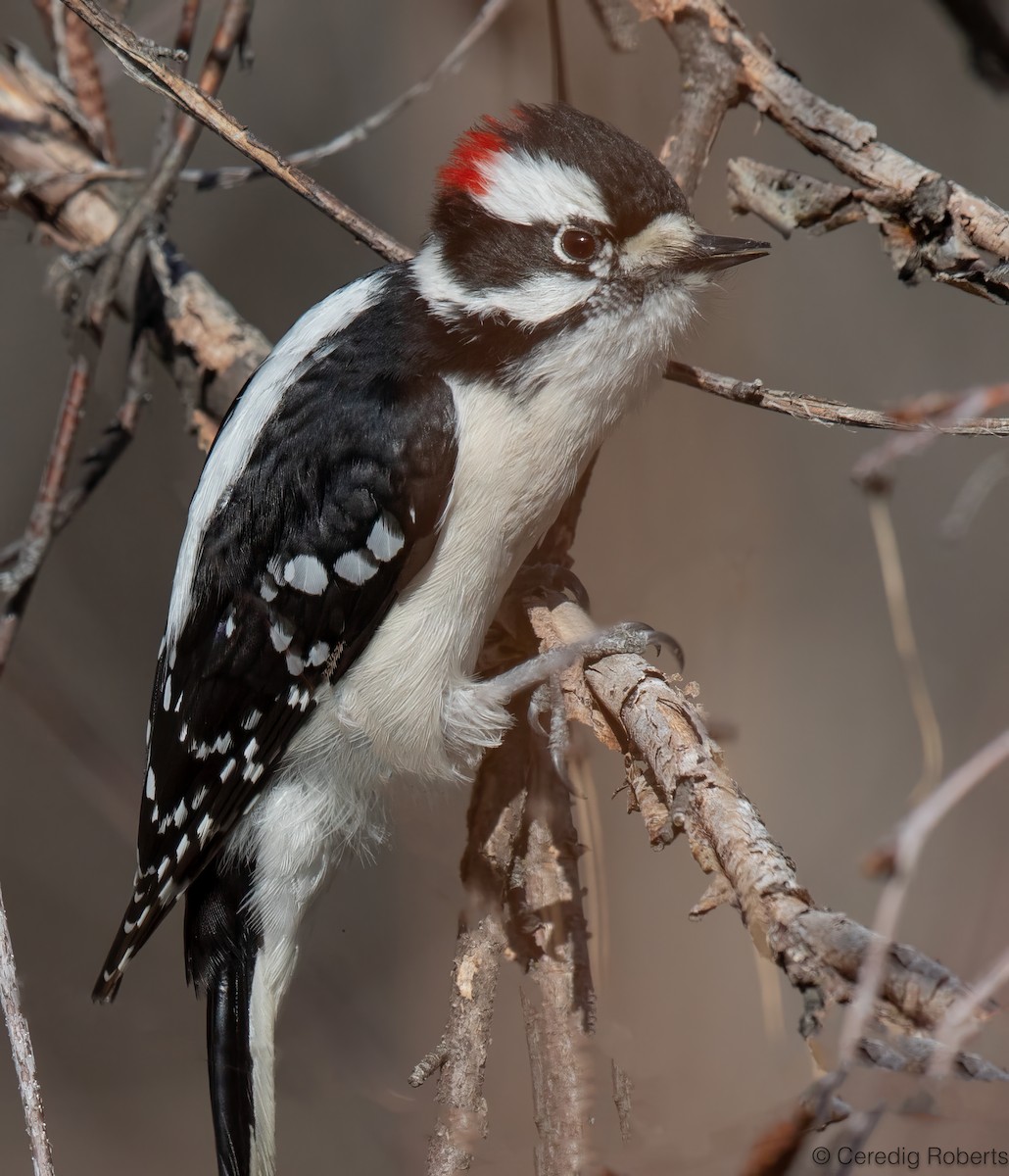 Downy Woodpecker - ML650465286