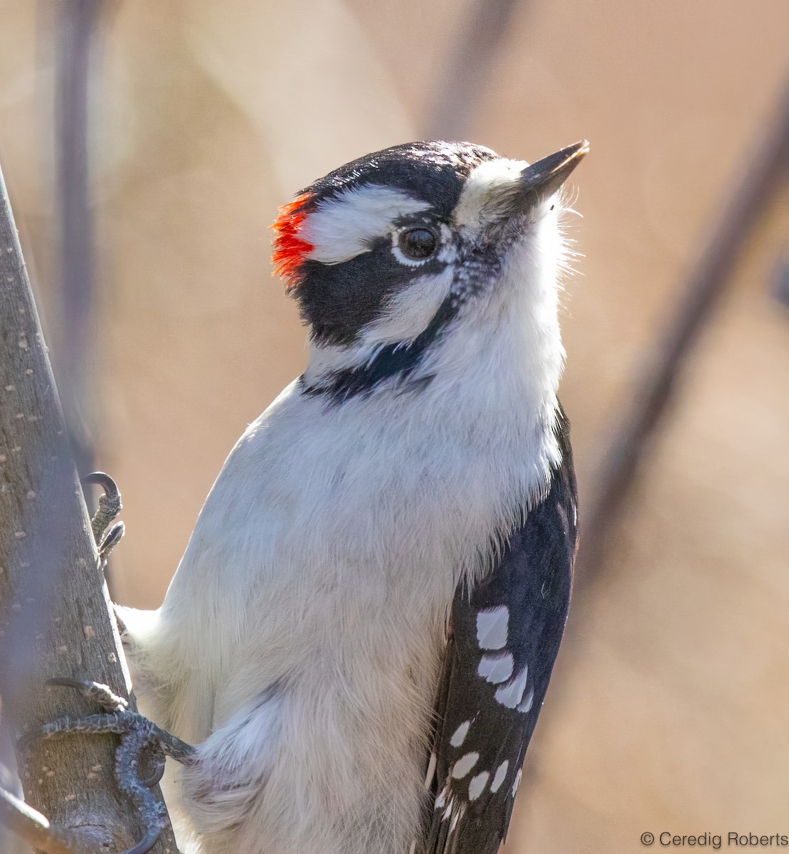 Downy Woodpecker - ML650465287
