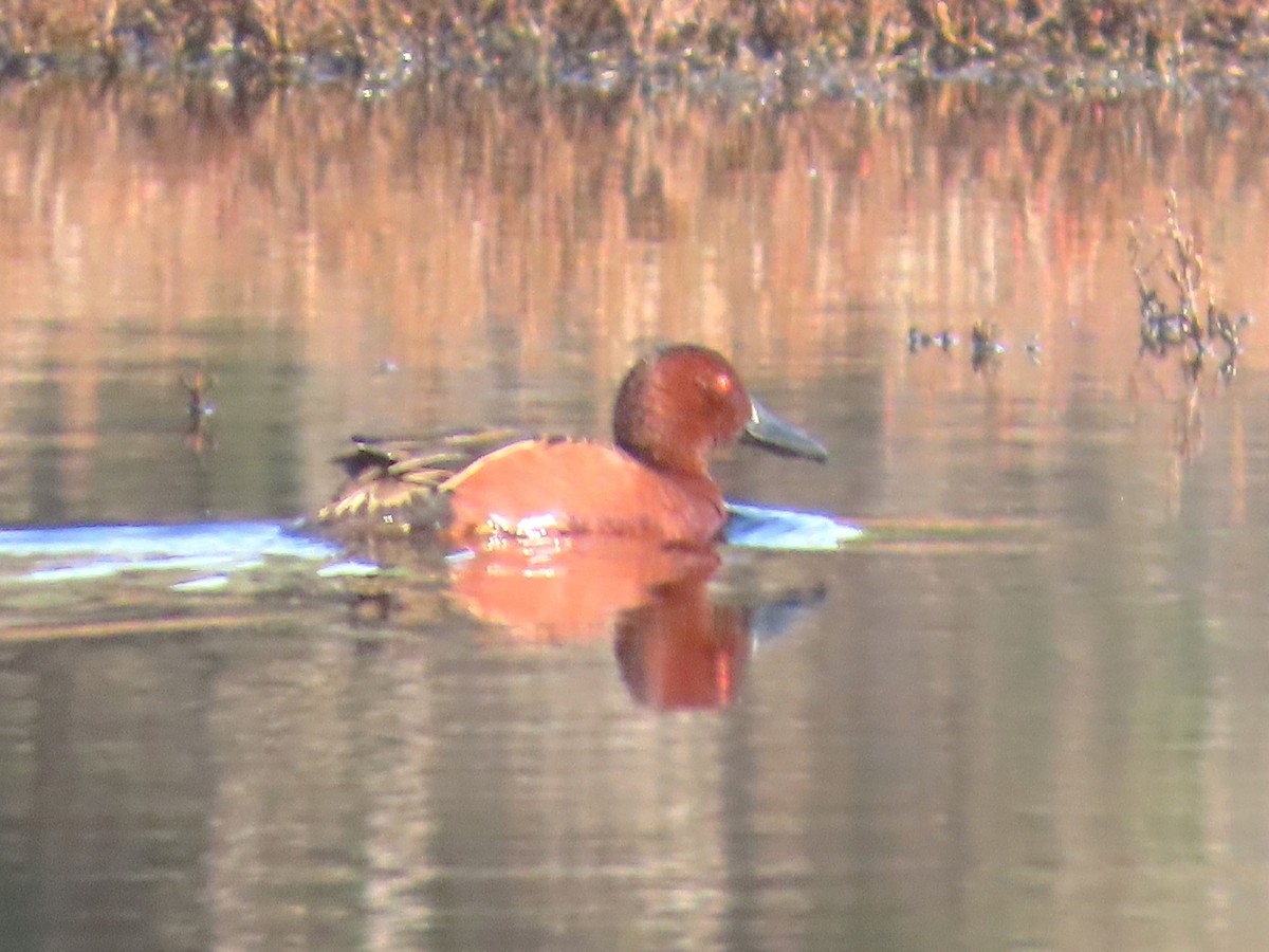 Cinnamon Teal - ML650465289