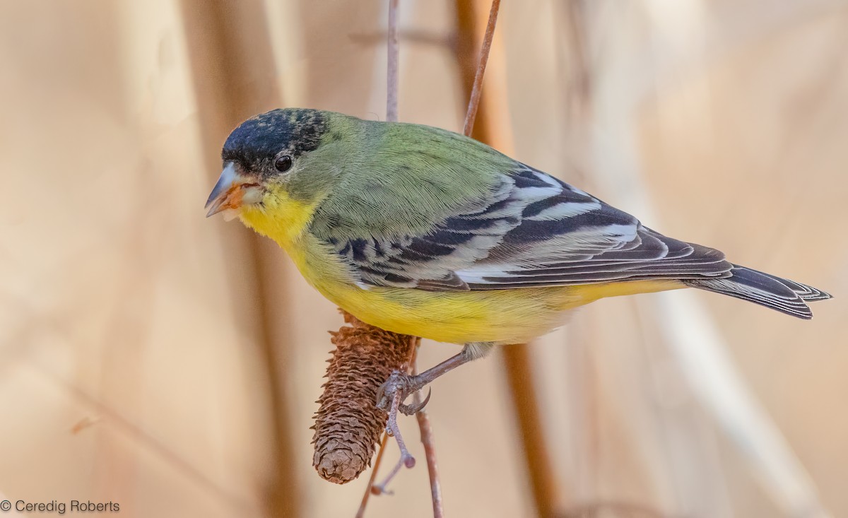 Lesser Goldfinch - ML650465295