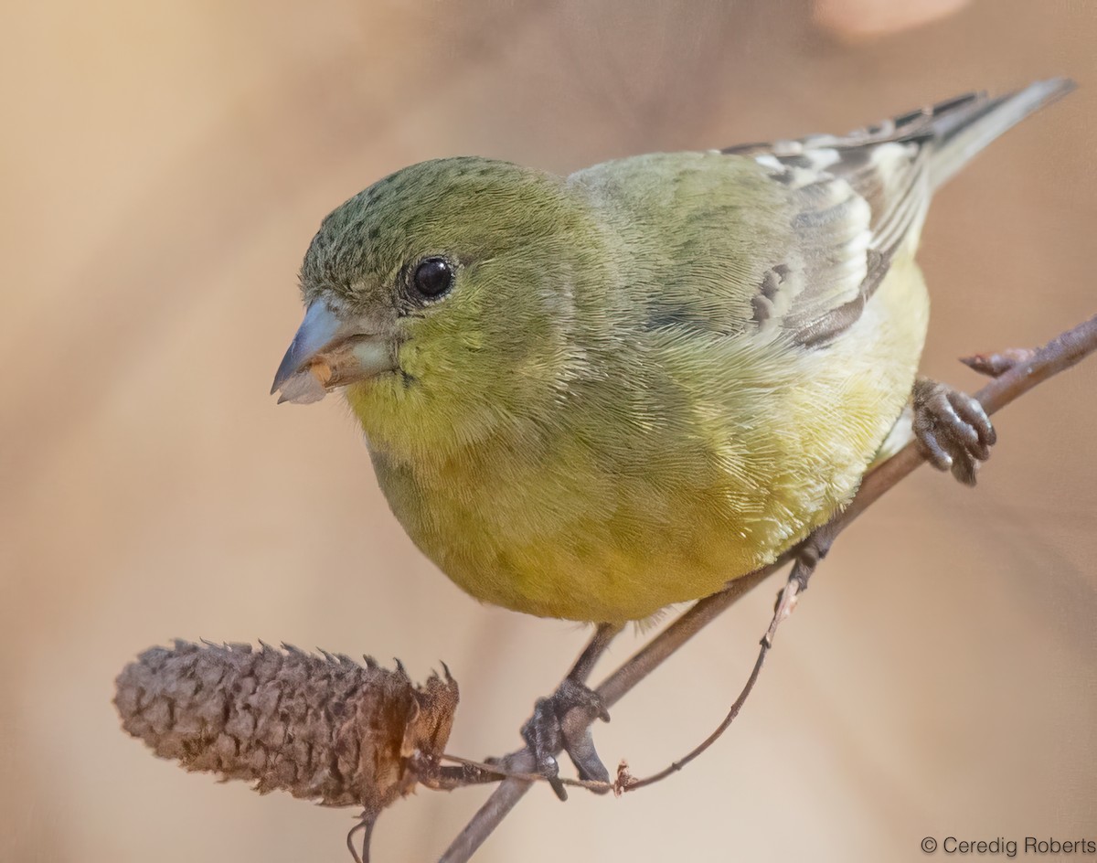 Lesser Goldfinch - ML650465296