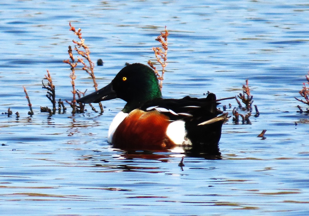 Northern Shoveler - ML650465304