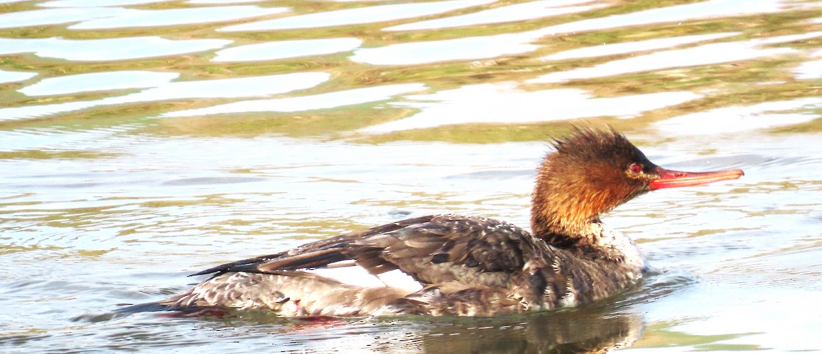 Red-breasted Merganser - ML650465329