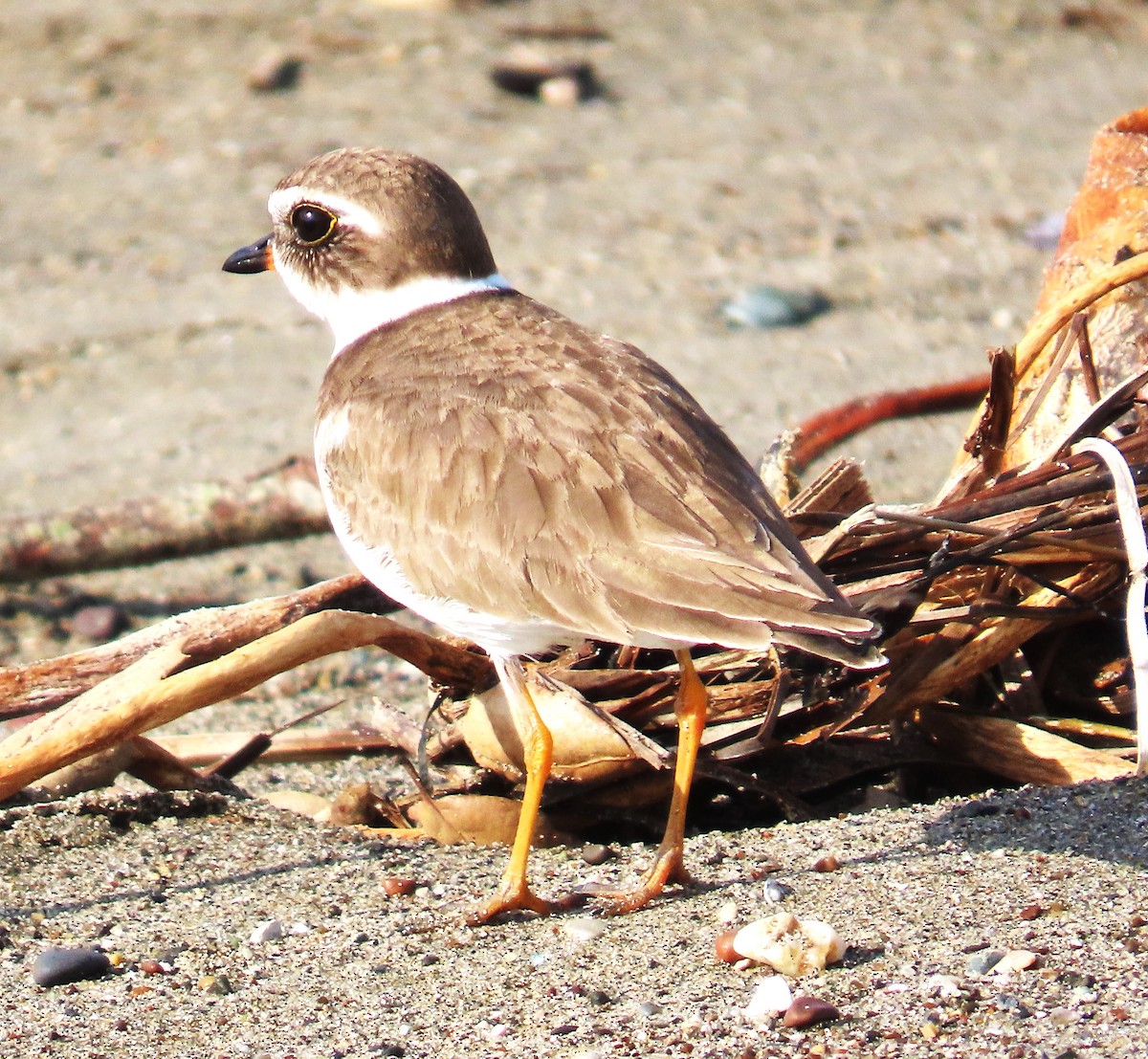 Semipalmated Plover - ML650465357