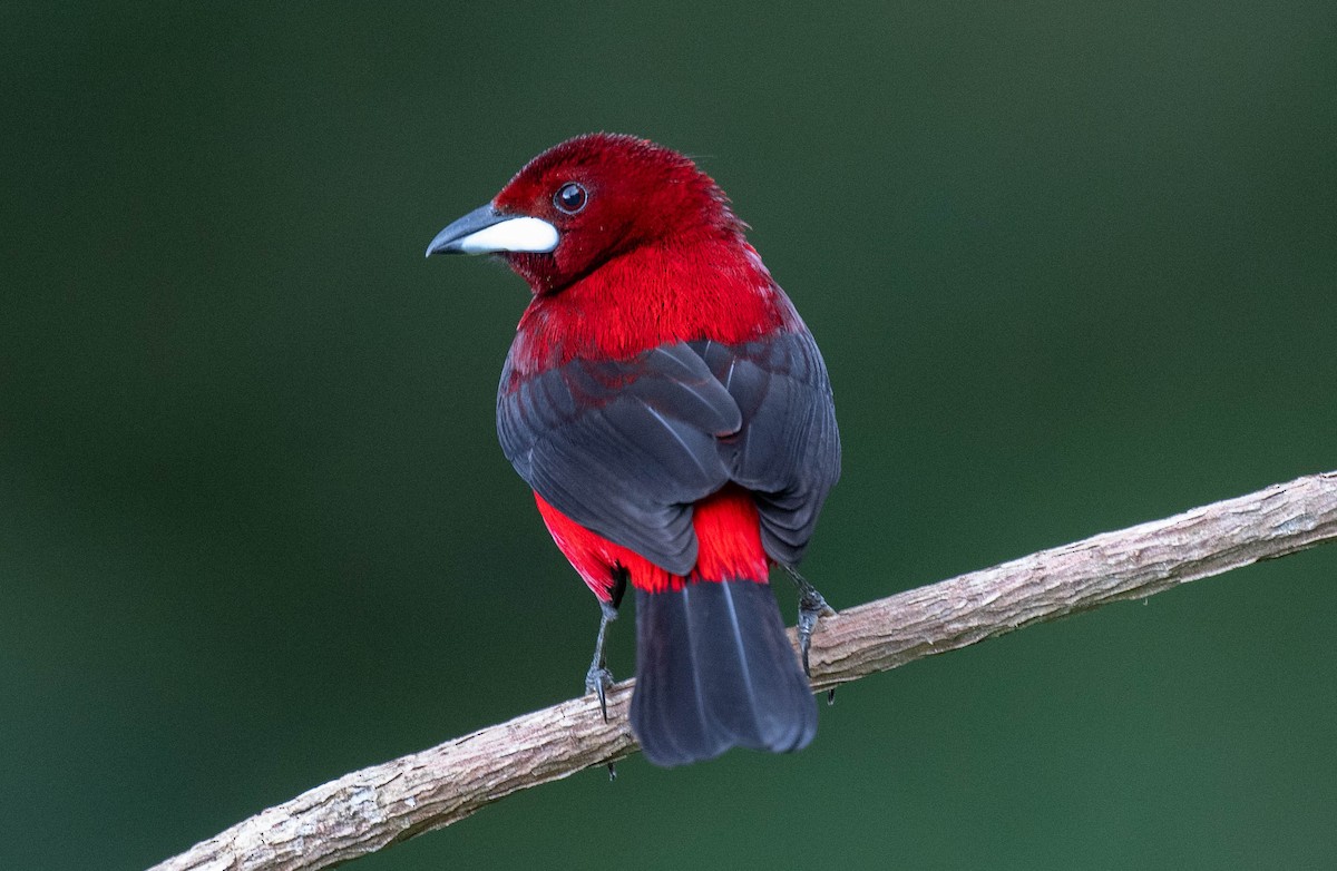 Crimson-backed Tanager - ML650465374