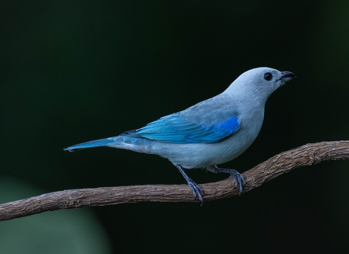 Blue-gray Tanager - ML650465390