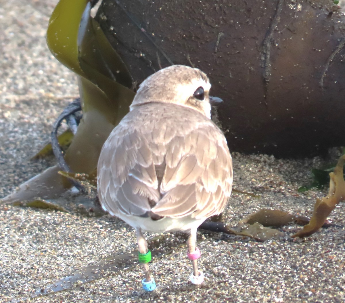 Snowy Plover - ML650465391