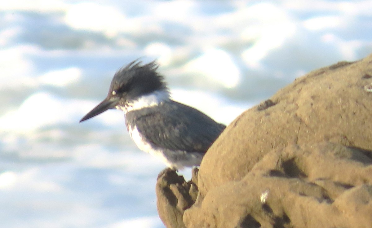 Belted Kingfisher - ML650465431