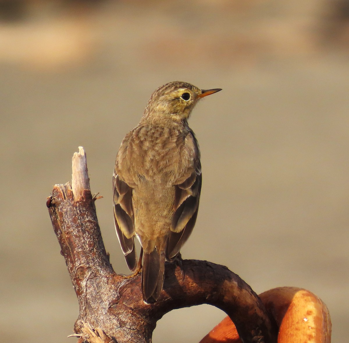 American Pipit - ML650465450