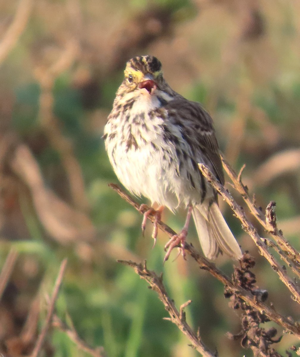 Savannah Sparrow - ML650465468