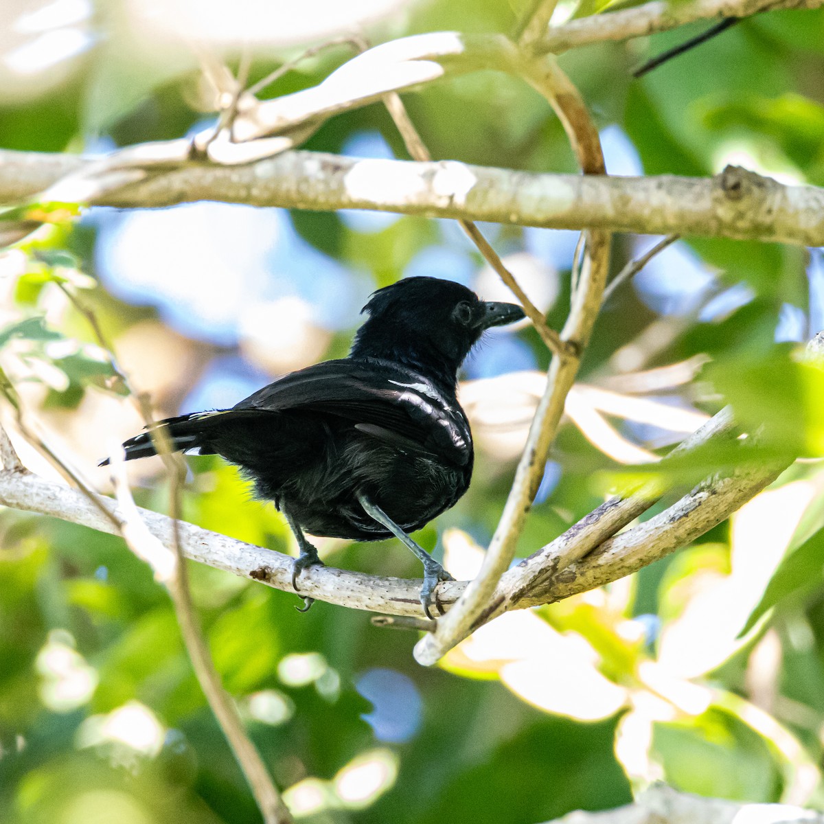 Glossy Antshrike - ML650465664