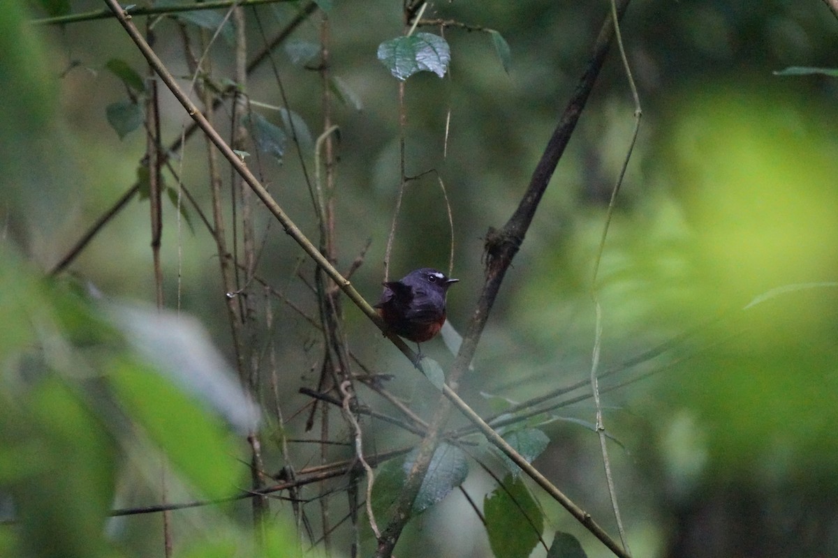 Chestnut-bellied Chat-Tyrant - ML650465672