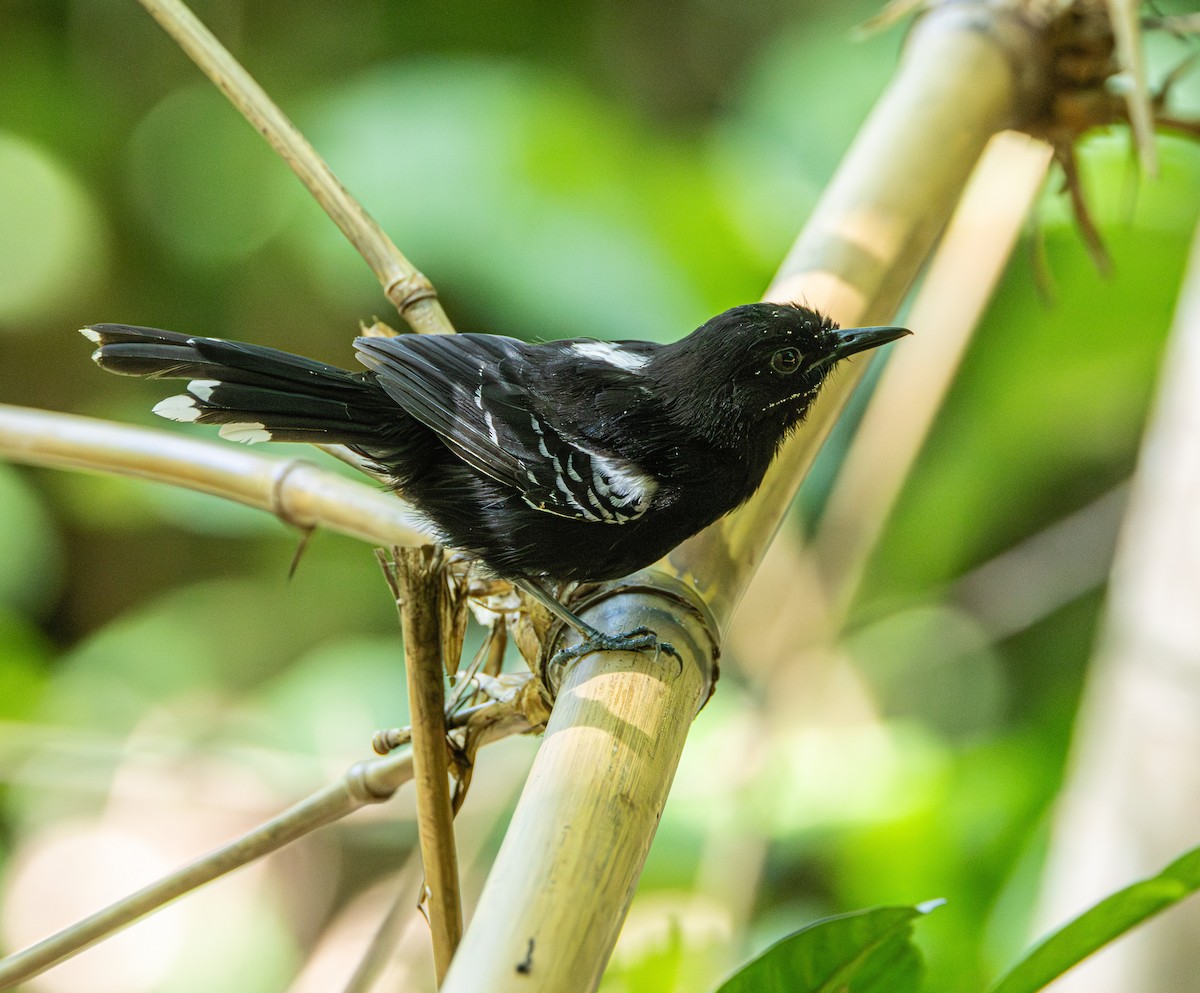 Bananal Antbird - ML650465720