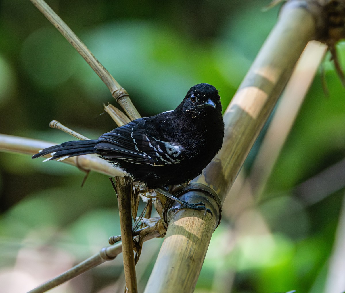 Bananal Antbird - ML650465721