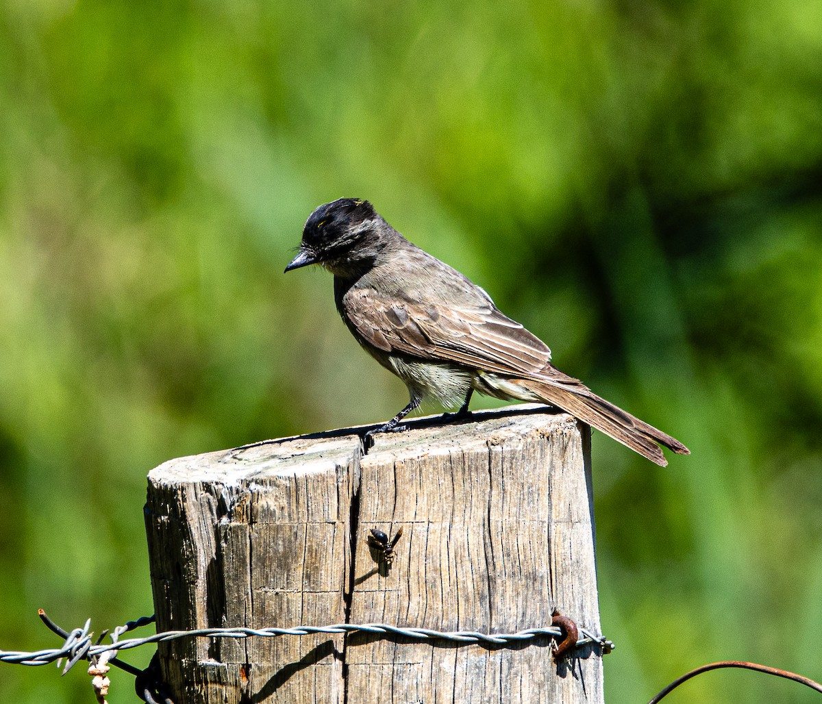Crowned Slaty Flycatcher - ML650465796