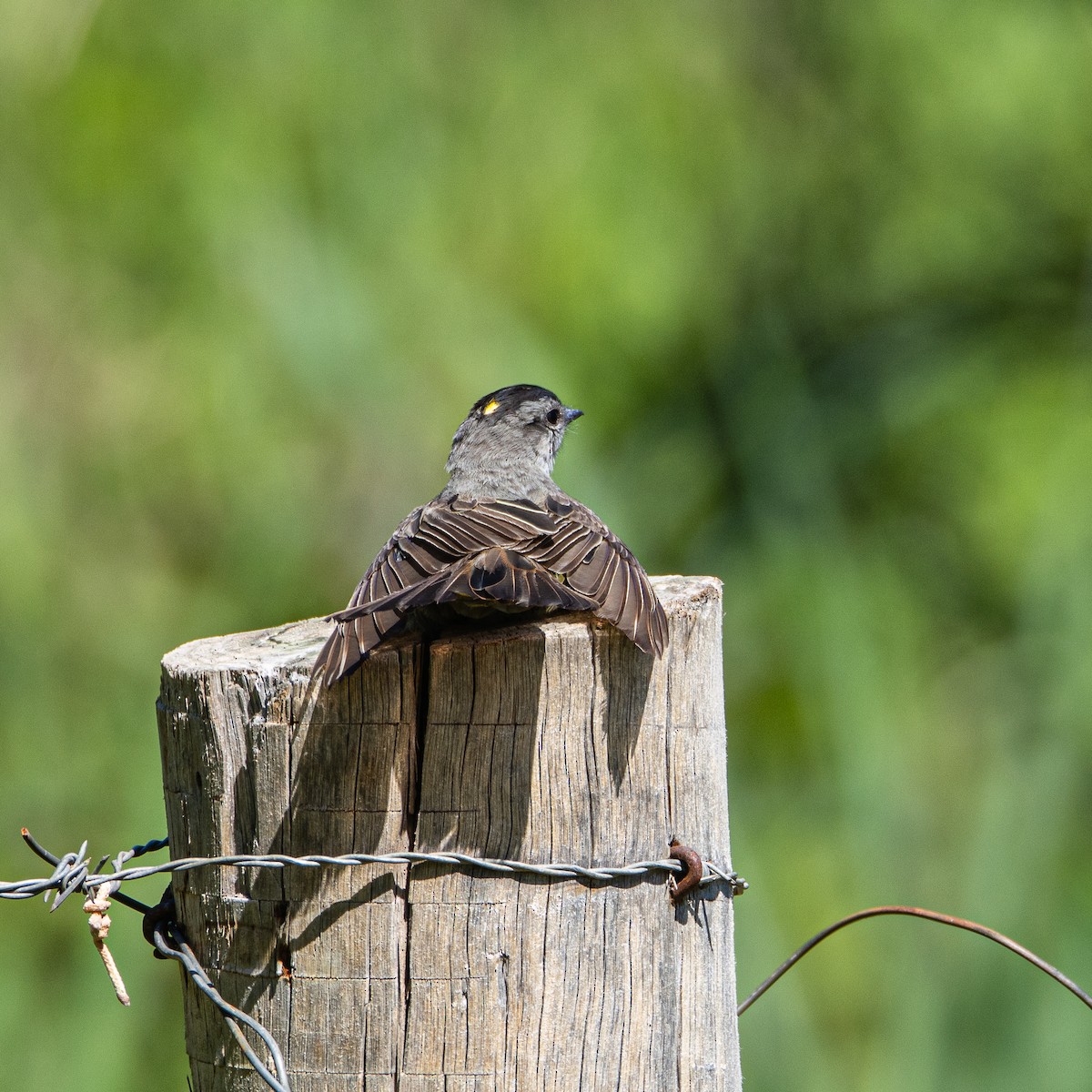 Crowned Slaty Flycatcher - ML650465797