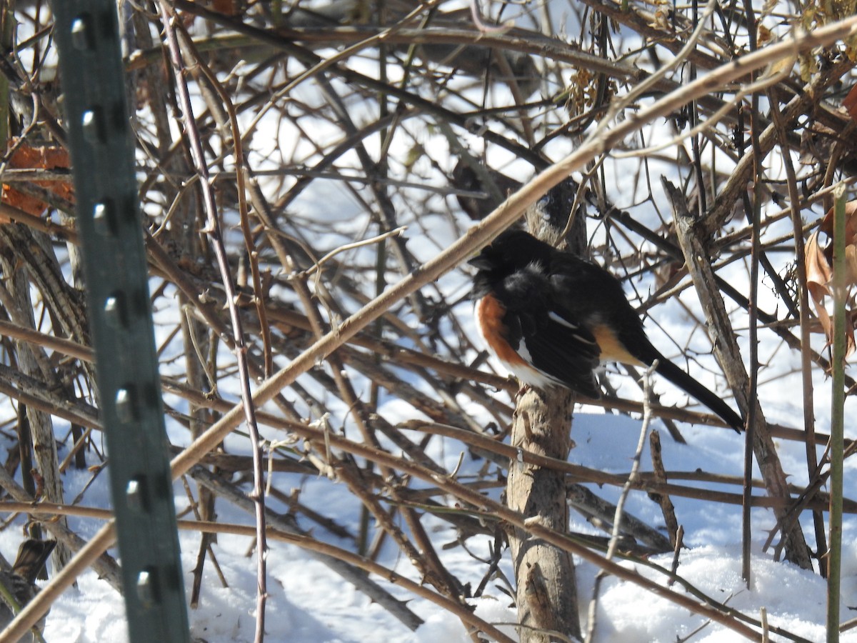 Красноглазый тохи - ML650465883