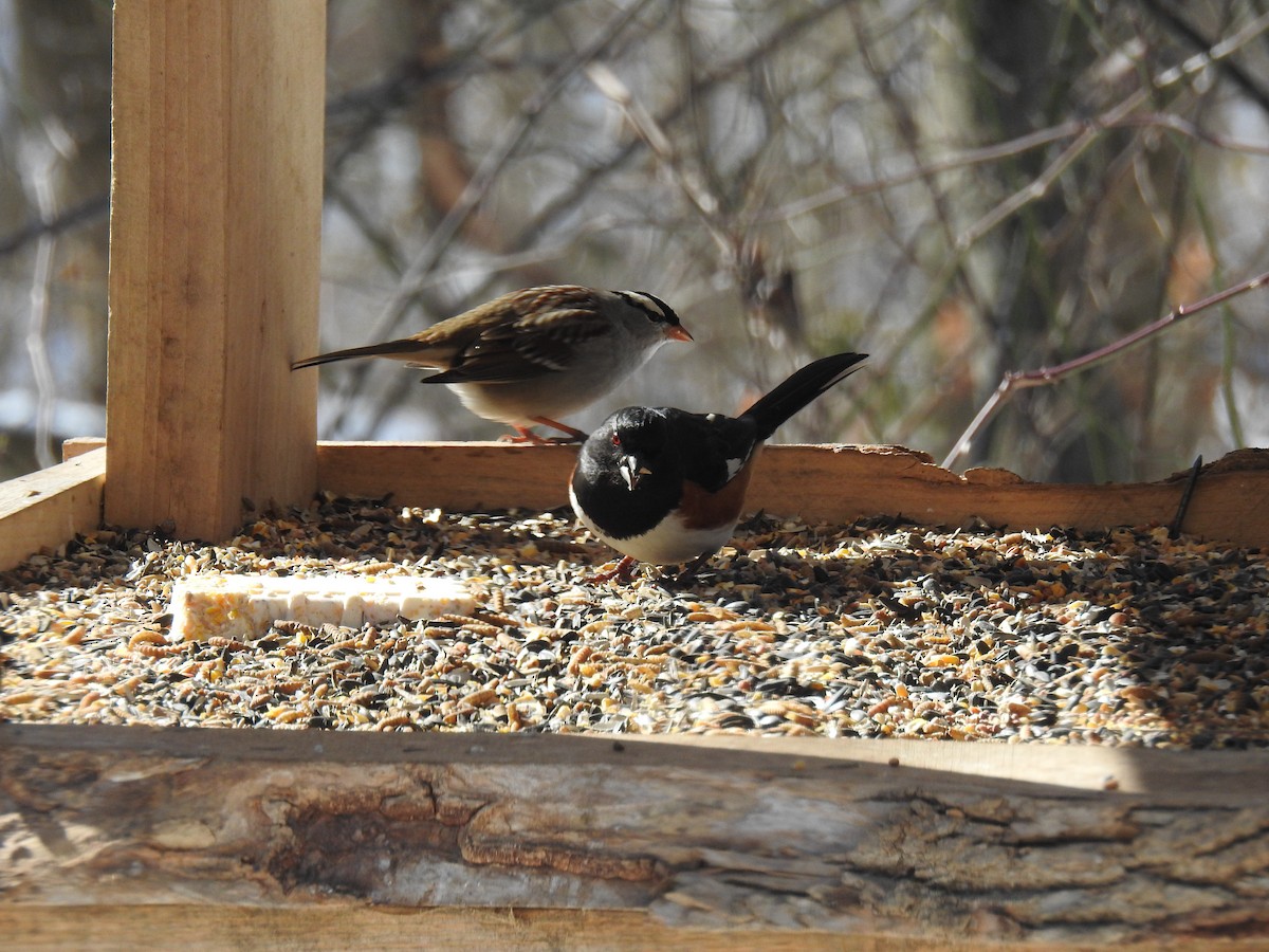 Красноглазый тохи - ML650465911