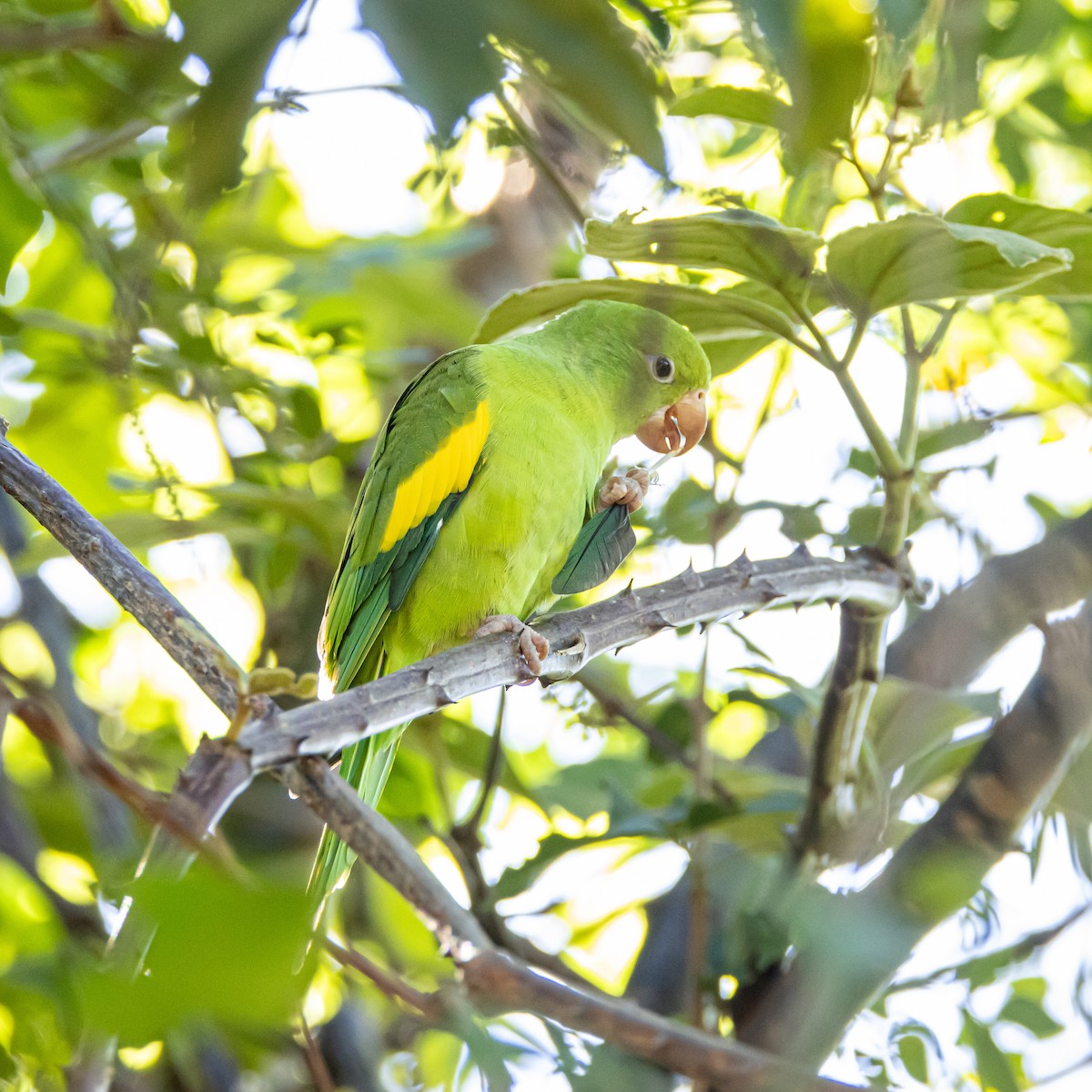 Yellow-chevroned Parakeet - ML650465917