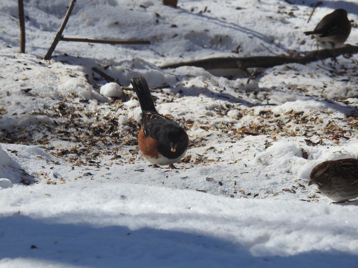 Красноглазый тохи - ML650465949