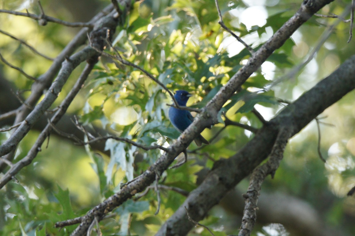 Azulillo Índigo - ML650466167