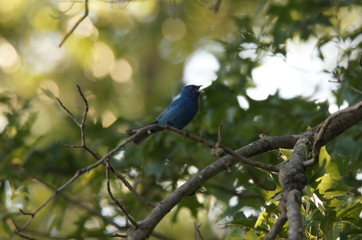 Azulillo Índigo - ML650466168