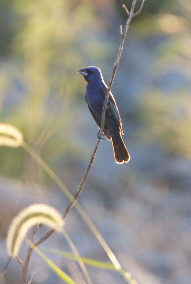 Mavi Çinte - ML650466270