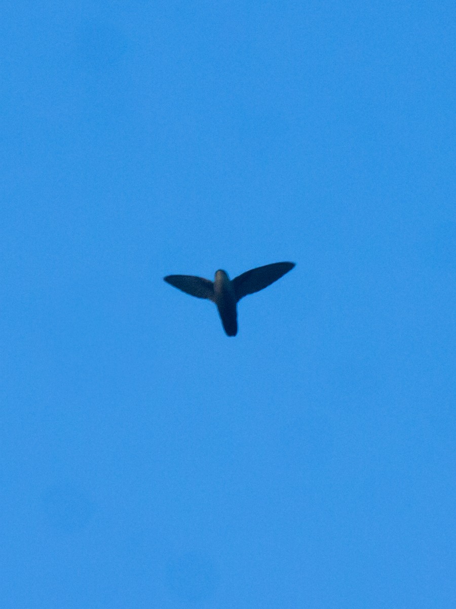 brunseiler - ML650466377