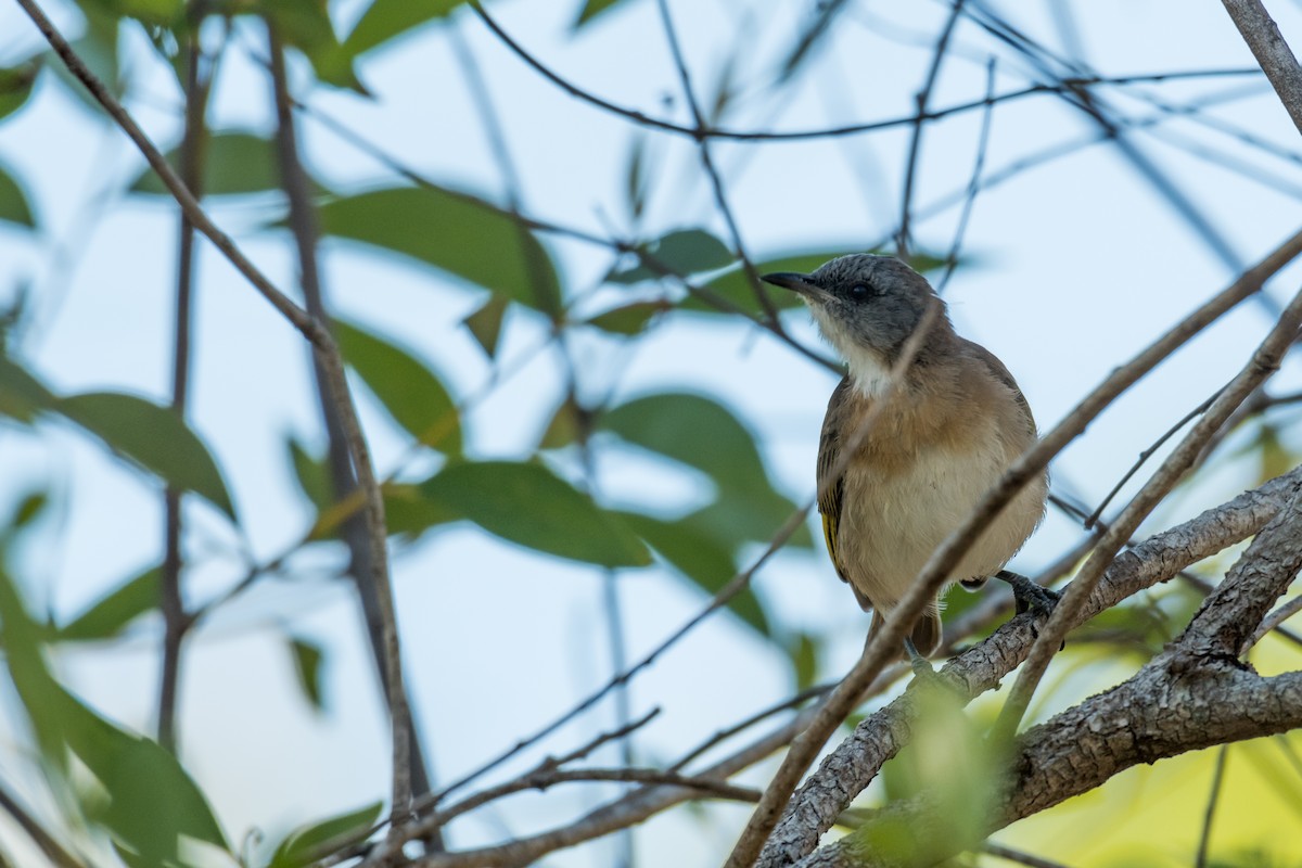 Rufous-banded Honeyeater - Raphaël Nussbaumer