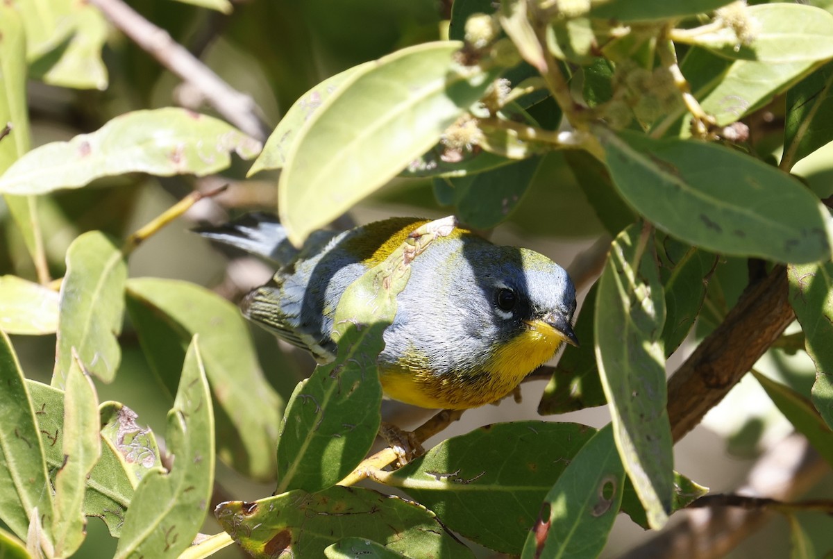 Northern Parula - ML650466470