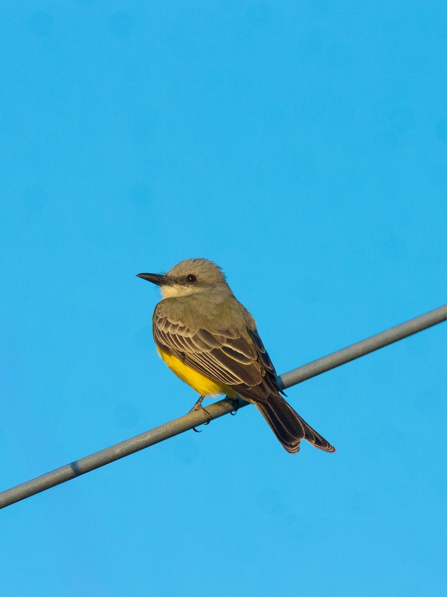 tropekongetyrann - ML650466482