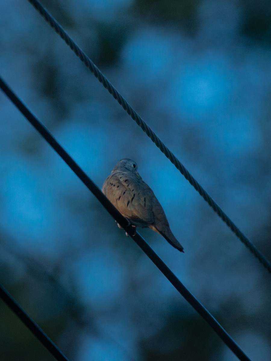 kaneldue - ML650466625