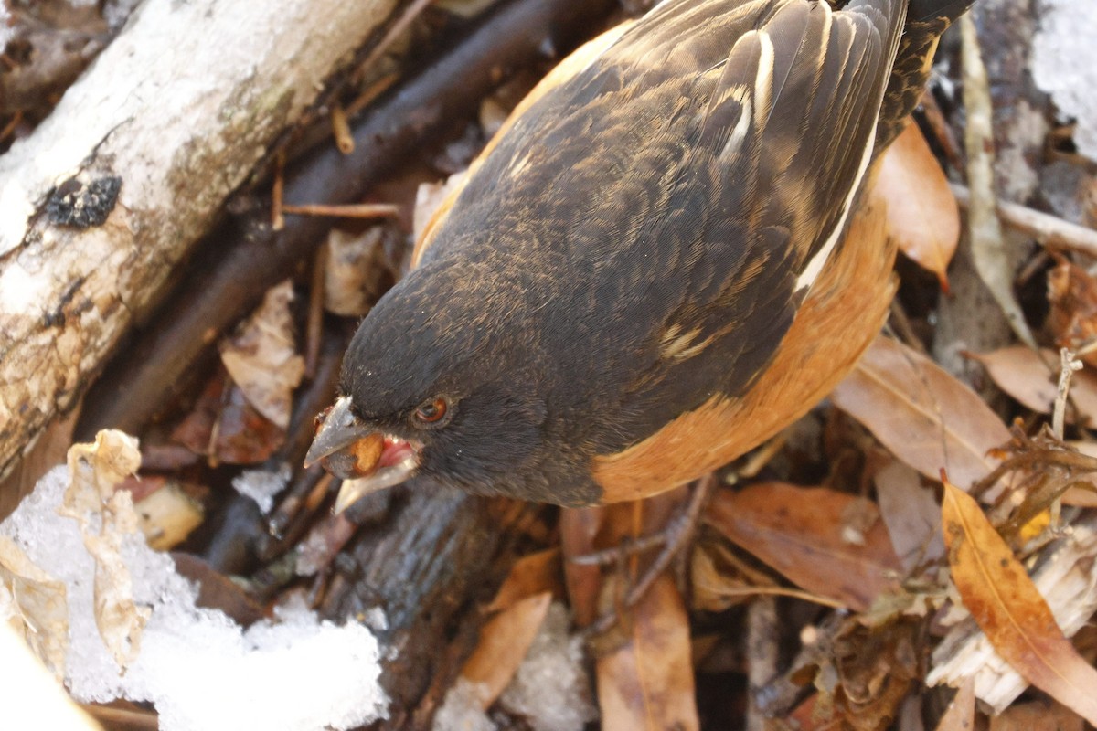 Красноглазый тохи - ML650466661